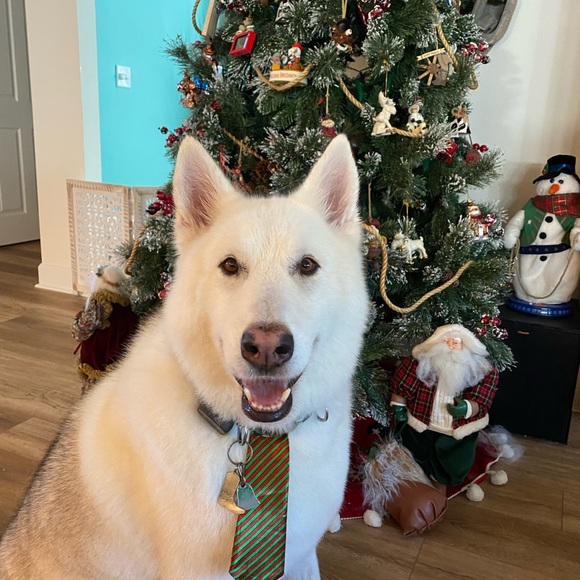 HOLIDAY - Picture 6 of 6